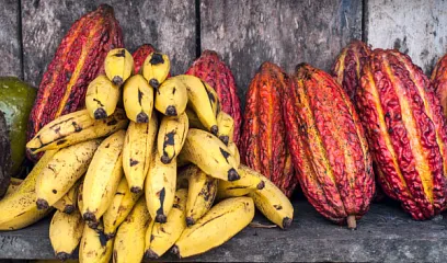 Cumbre de Cacao y Banano
