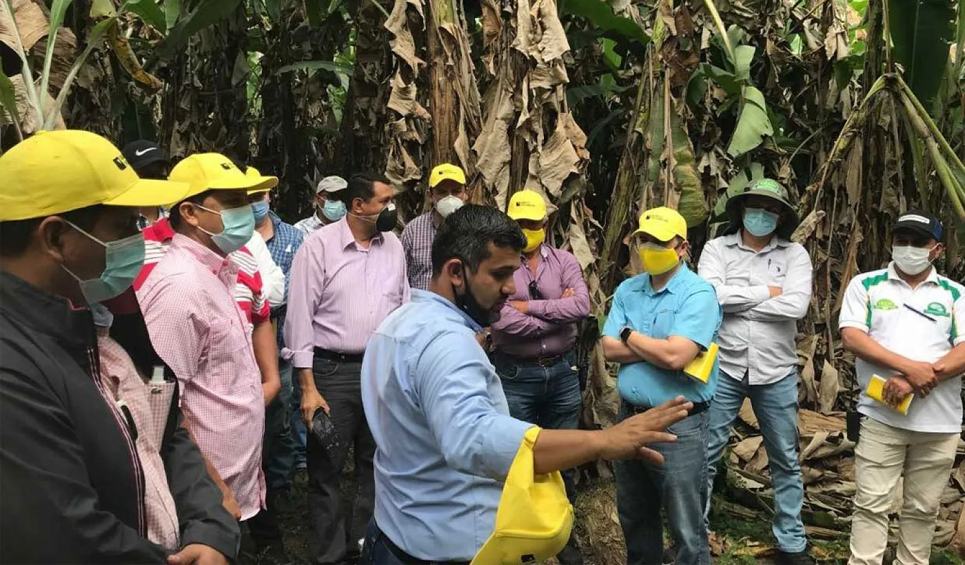 Banco Pichincha capacitó a clientes del sector bananero en la prevención del Fusarium R4T Banco Pichincha capacitó a clientes del sector bananero en la prevención del Fusarium R4T