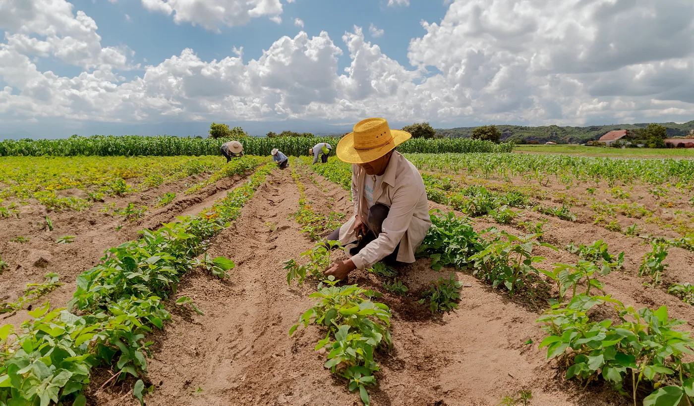 Banco Pichincha impulsa la resiliencia del agro ante el Fenómeno del Niño Banco Pichincha impulsa la resiliencia del agro ante el Fenómeno del Niño